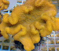 Sarcophyton jaune des iles Salomon